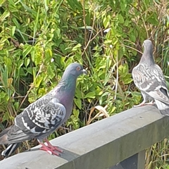 Columba livia domestica