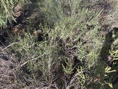 Melaleuca campanae