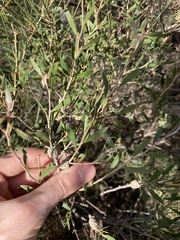 Melaleuca campanae