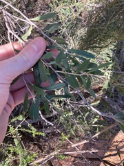 Melaleuca campanae