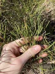 Melaleuca concreta