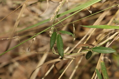 Glycine cyrtoloba