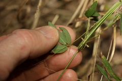 Glycine cyrtoloba