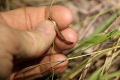 Glycine cyrtoloba