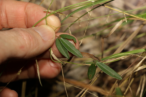 Image of Glycine cyrtoloba by (c) Greg Tasney, some rights reserved (CC BY-SA)