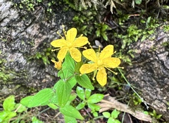 Hypericum erectum