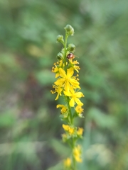 Agrimonia pilosa