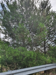 Pinus halepensis