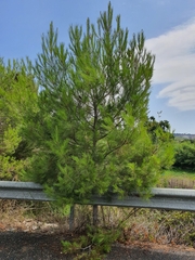 Pinus halepensis