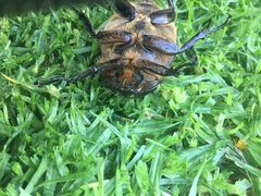 Dynastes hyllus