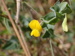 Lathyrus aphaca