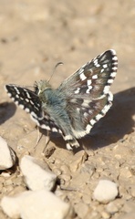 Pyrgus cirsii