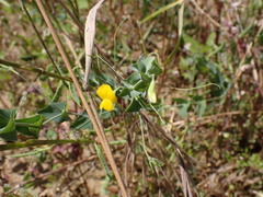 Lathyrus aphaca