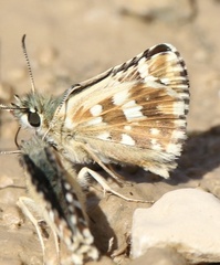 Pyrgus cirsii
