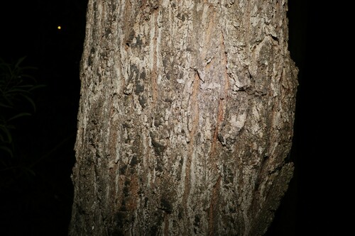 Image of Eucalyptus siderophloia by (c) Greg Tasney, some rights reserved (CC BY-SA)