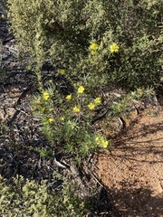 Hibbertia desmophylla