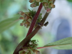 Hyalochilus ovatulus