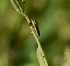 Cophinopoda