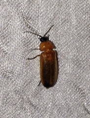 Abscondita