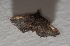 Hypertrocta brunnea