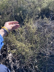 Ecdeiocolea monostachya