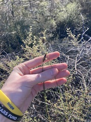 Ecdeiocolea monostachya