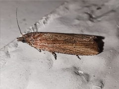 Bactra venosana