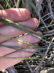 Ecdeiocolea monostachya