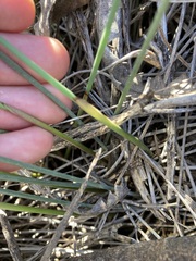 Ecdeiocolea monostachya