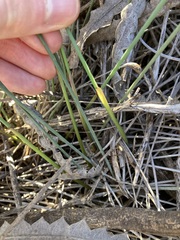 Ecdeiocolea monostachya