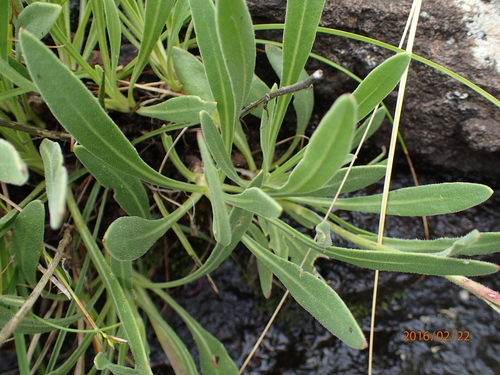 Image of Dimorphotheca jucunda by no rights reserved