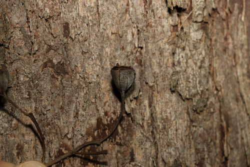 Angophora woodsiana (Angophora woodsiana)