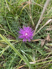 Cirsium acaule