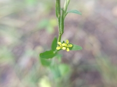 Sisymbrium officinale