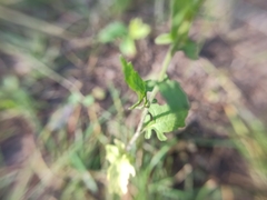 Sisymbrium officinale