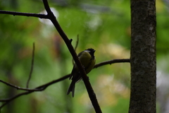 Parus major