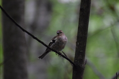 Fringilla coelebs