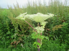 Angelica ursina