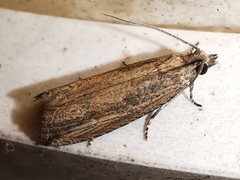 Bactra venosana