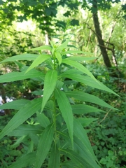 Solidago gigantea