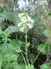 Cardiocrinum cordatum