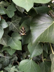 Euplagia quadripunctaria