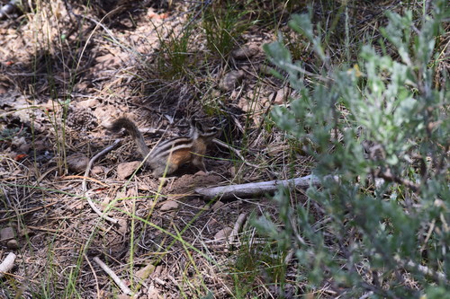iNaturalist observation photo of Western Chipmunks
