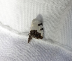 Casminola johannstumpfi