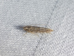 Metharmostis multilineata