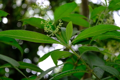 Psychotria micrantha