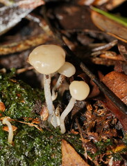 Vibrissea dura