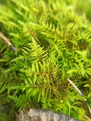 Abietinella abietina