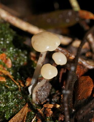 Vibrissea dura