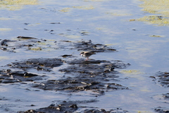 Elseyornis melanops